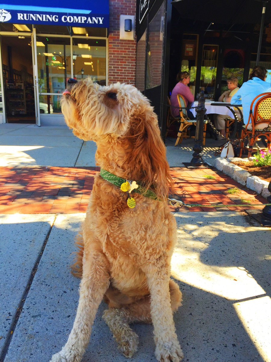 DerbyStShops's tweet image. I whip my hair back and forth🎶😜🐶 #DogsOfDerby