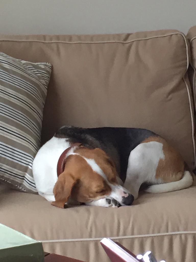 axelthebeagle's tweet photo. Helping sis do homework #smartbeagle http://t.co/1lPmtrVhLs