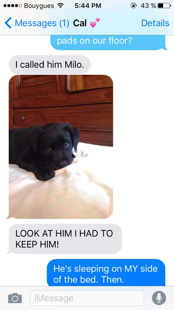 5SCS_Smut's tweet photo. "I called him Milo." - Parody Calum. #CuteSCS #TextSCS http://t.co/b5lqYuV0vT