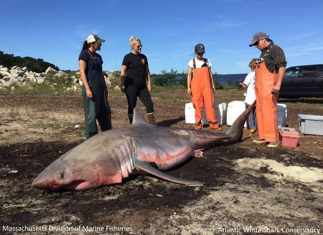 Lydia Shark tweet media
