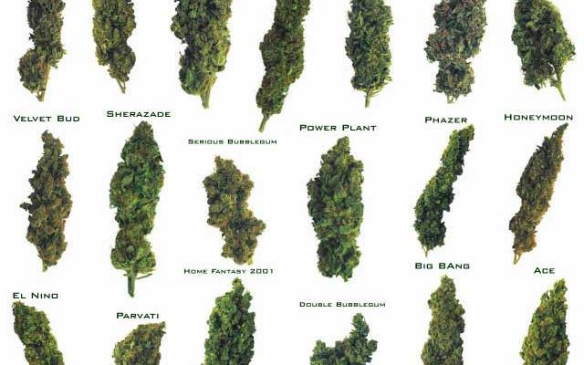 HIGH_TIMES_Mag's tweet photo. Quiz: Which Strain of Weed Are You? http://t.co/vV4LDh2mEG http://t.co/8Cm2pKVfLB