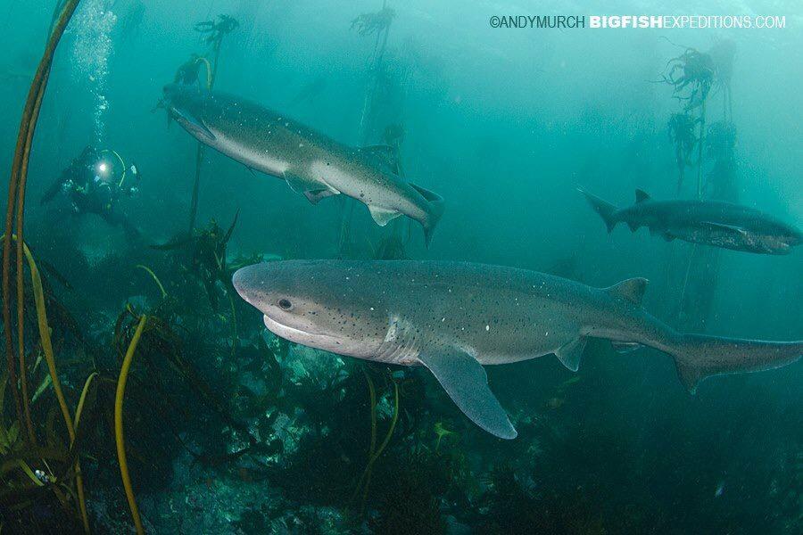 Shark Angel tweet media