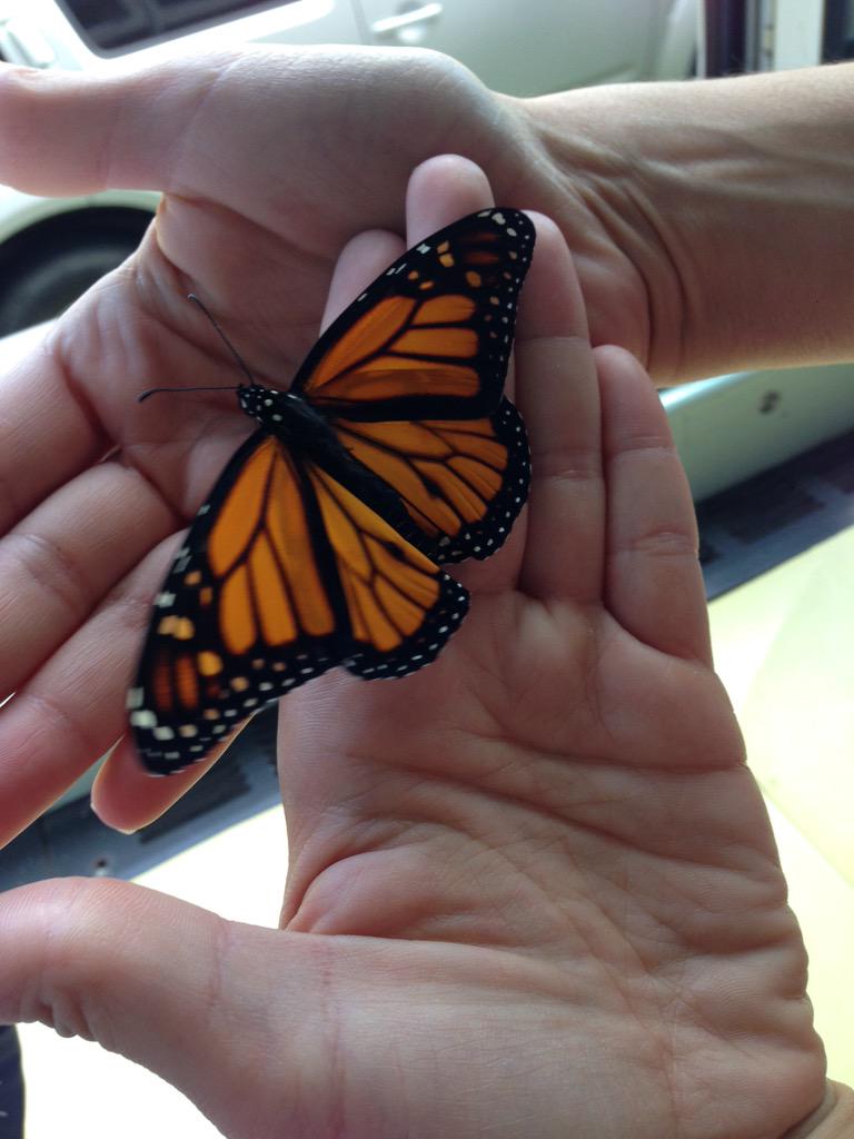 Dalkeith_KDG's tweet photo. Setting our butterflies free #kdgscience http://t.co/uokmD7rGtM