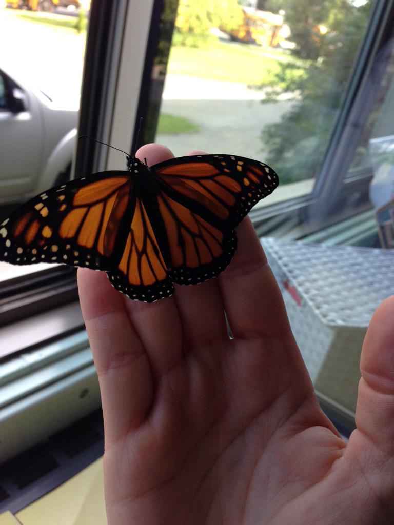 Dalkeith_KDG's tweet photo. Setting our butterflies free #kdgscience http://t.co/uokmD7rGtM