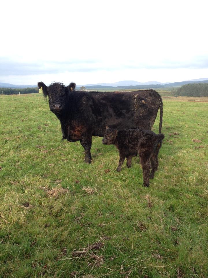 farmerswifenow's tweet photo. Today's new arrival! #galloway #calf #heifer http://t.co/Mky04JmWvA