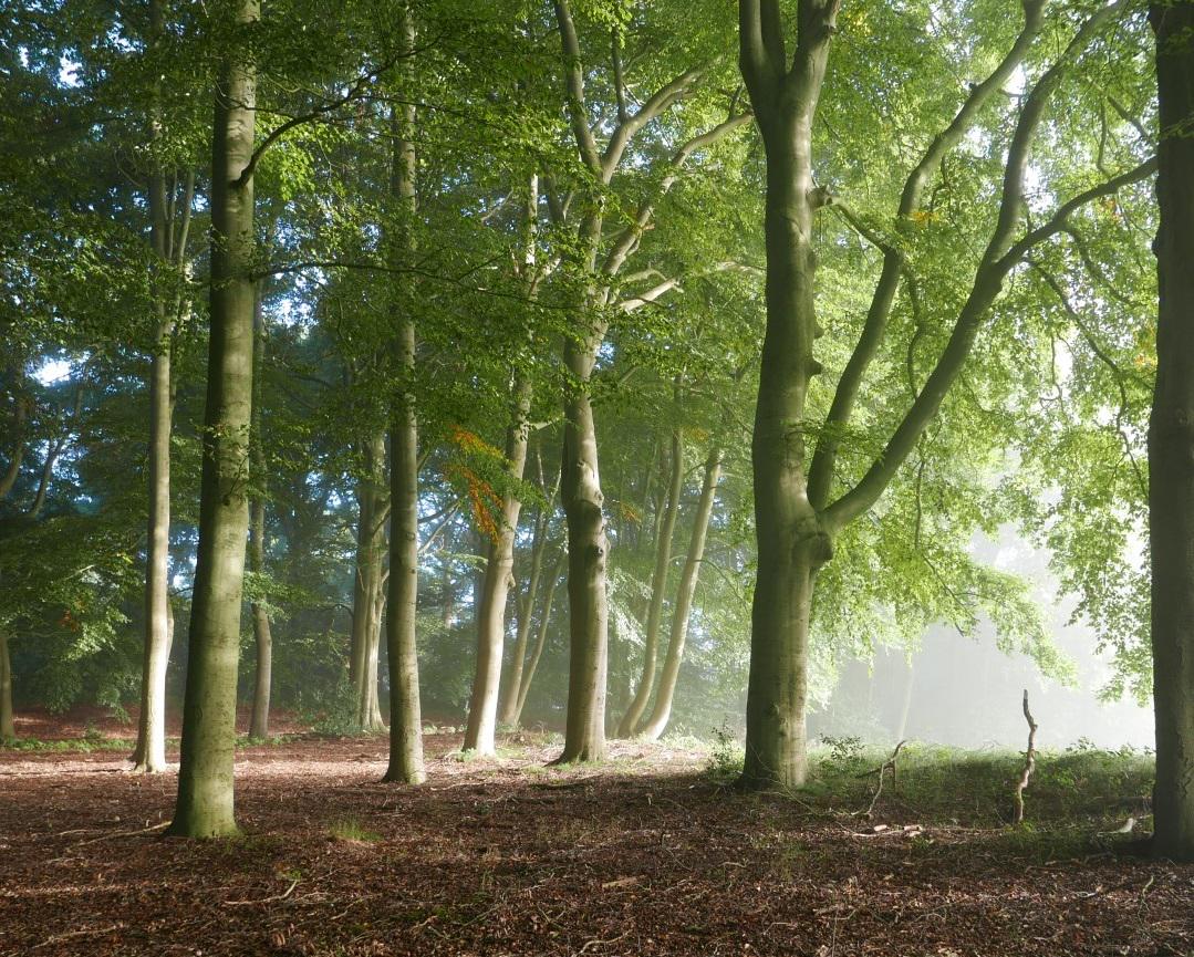 JanBokhorst's tweet photo. Vanmorgen op Den Treek bij Leusden http://t.co/vYoaywab2d
