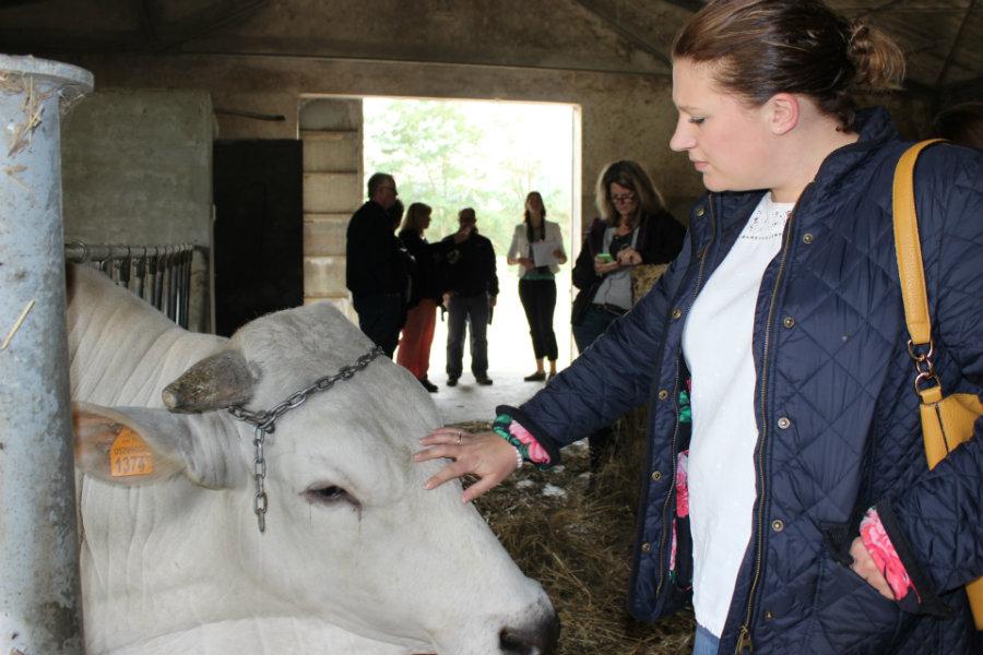 JillianMcEwan_'s tweet photo. Today cattle farmer, Fiona of @Westertonfarmer was cow whispering with Tuscany's native breed, Chianina #tuscany15 http://t.co/QYVqIQ14QV