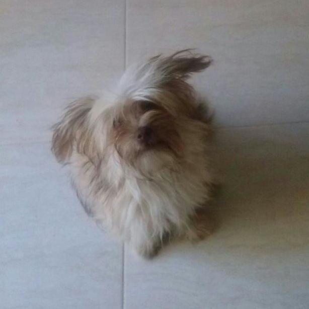 LauraOrra's tweet photo. Mini http://t.co/L1bjVgKAwn