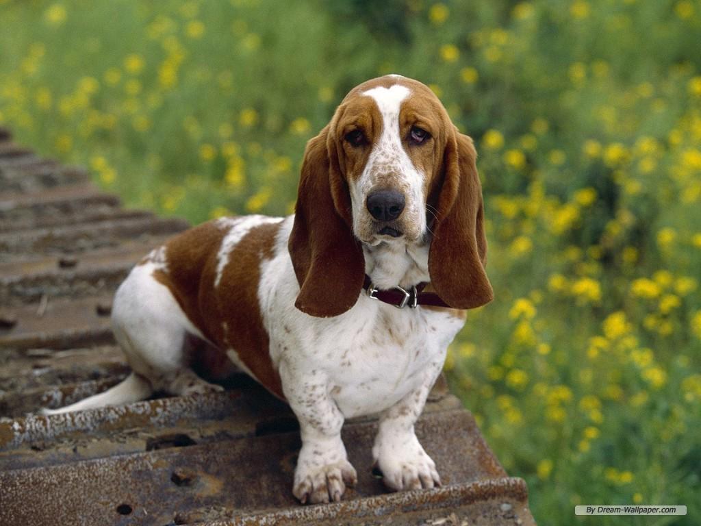 Raza: Basset Hound
Origen: Francia
Peso: 18 a 27 Kg
Tamaño: Mediano
Carácter: Devoto Gentil Amigable Afable Cariñoso