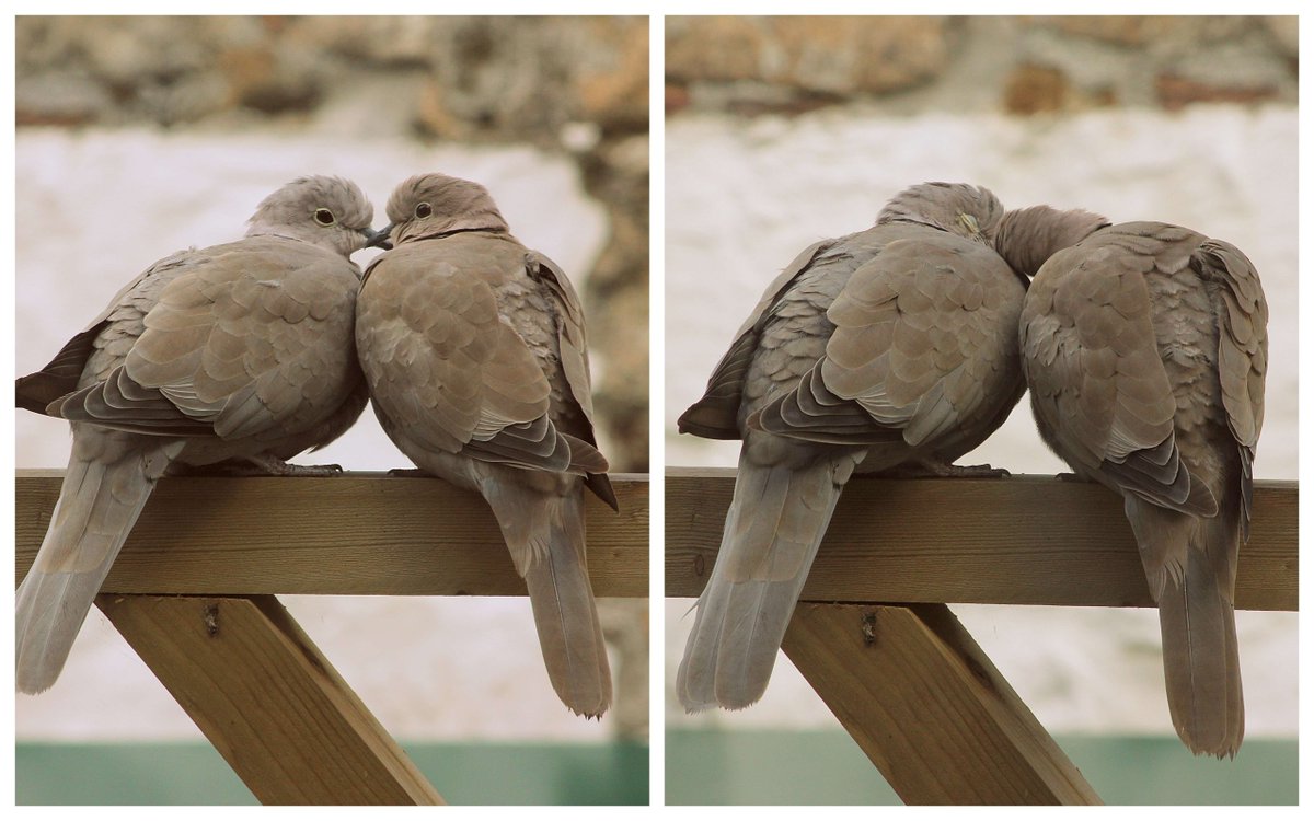 FacesofCornwall's tweet photo. You can tell me as many times as you like that birds don't love each other, but I ain't listening. http://t.co/GRwwVwLnSG