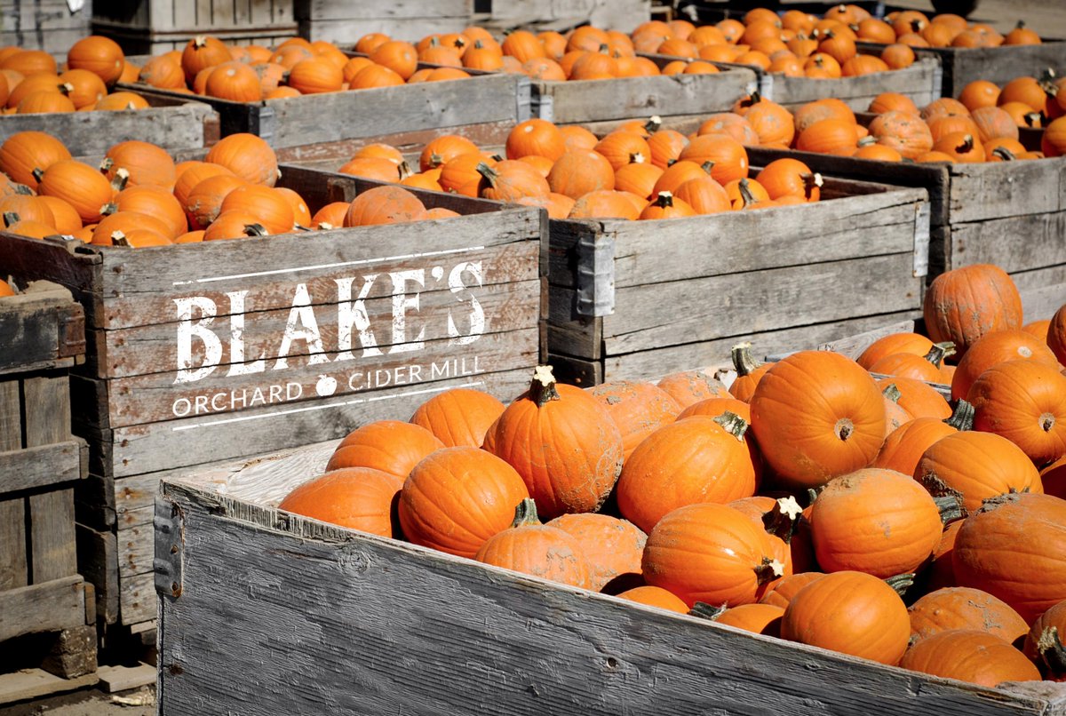 Pumpkins are ready here at Blake's! Big ones, small ones, all different shapes, come pick out your favorite!