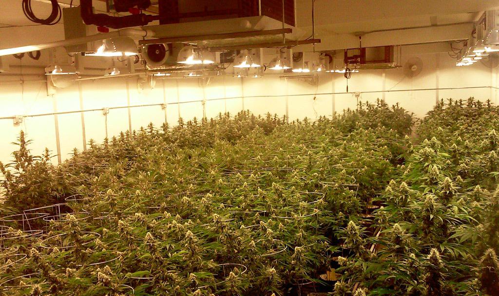 smokeypoint_wa's tweet photo. Room 1 on point this morning βππ #UDownWithSpp #roomshots #indoorgrown #legal #420 #topshelf #recreationalmarijuana http://t.co/qdyXGWcbRv