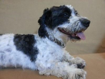 SahibimO's tweet photo. Terk edilmiş güzel köpek aile arıyor #izmirhayvansahiplendirme #sahibimolurmusun http://t.co/i1VeVjxXNc http://t.co/EiXJOnJUe2