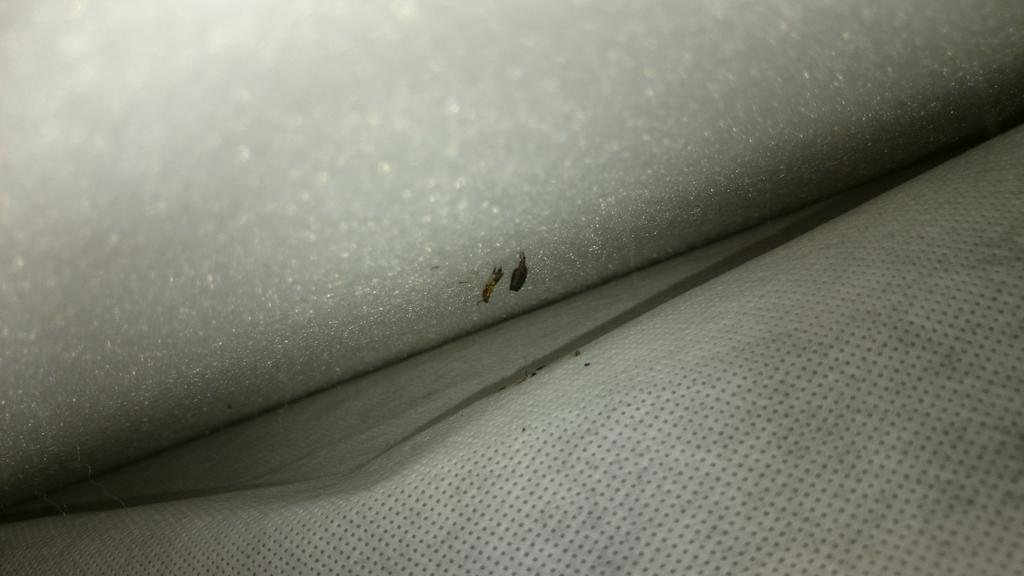 bdublll's tweet photo. @Georgeatasda @asda @AsdaServiceTeam just found a dead insect in my daughters brand new cot mattress Disgusting http://t.co/ZfqfRpeKxr