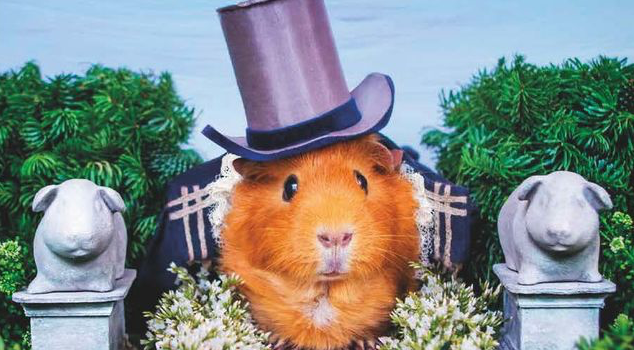 goodreads's tweet photo. Pride &amp; Prejudice Gets Guinea Pig Update in Upcoming Picture Book http://t.co/HrSMCvO84L http://t.co/Zf62FsNdF6