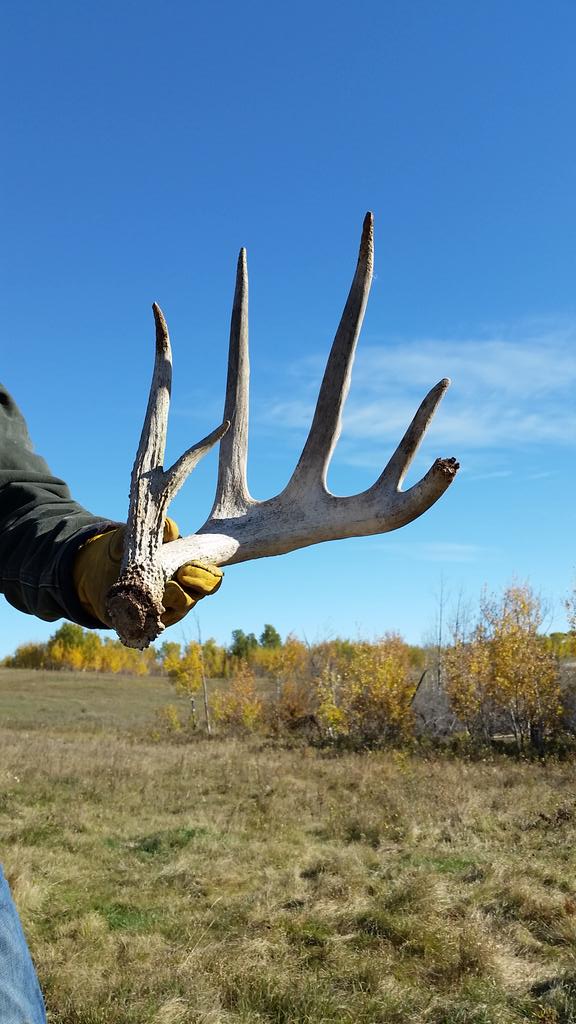 Hello old friend...hope to see you later this fall!!!! #2015 #BBM