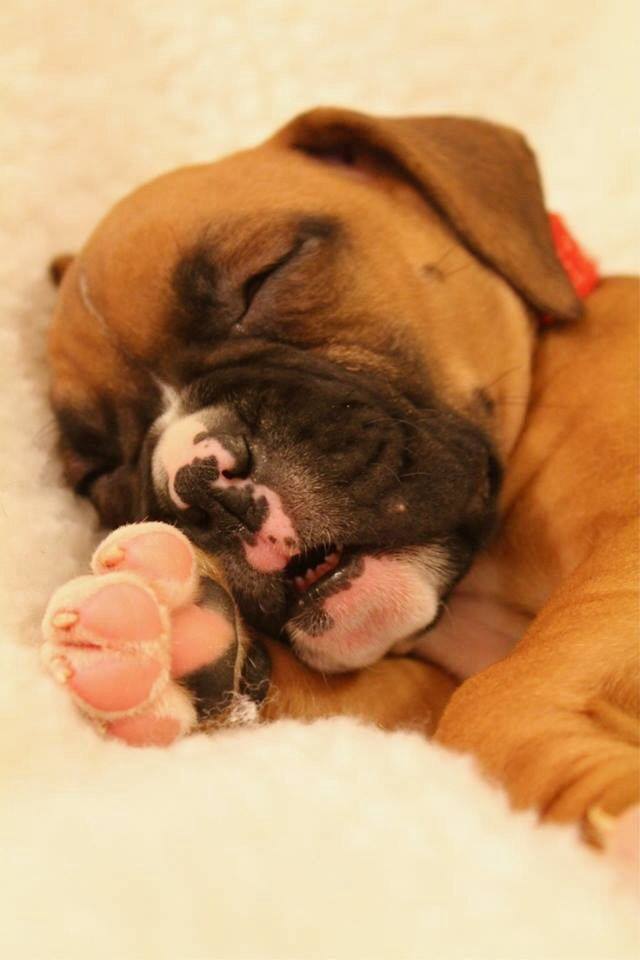 BoxerFanClub's tweet image. So cute :) Post a photo of yor sleppy pup

Like ✔ Comment ✔ Share ✔