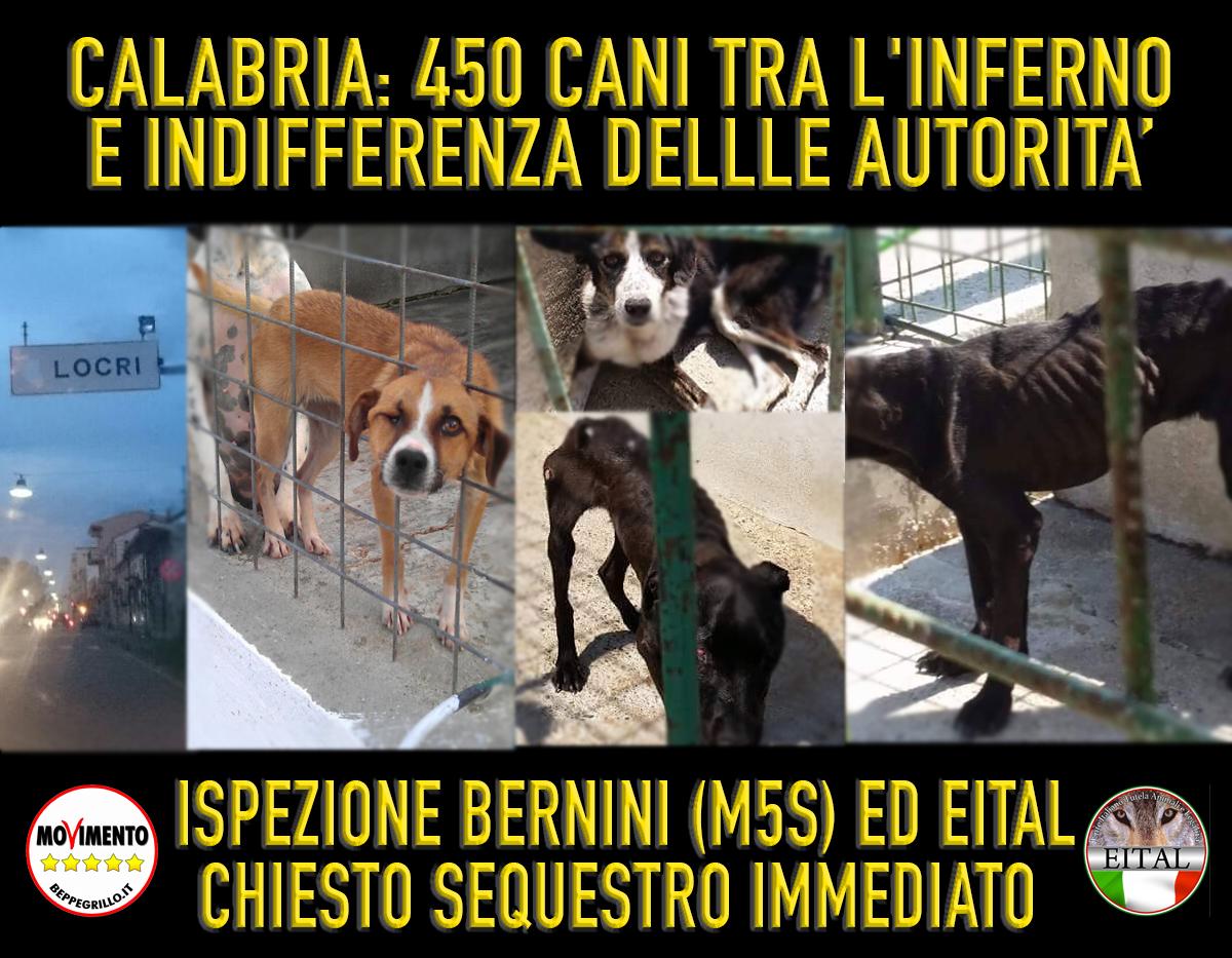 Bernini_P's tweet photo. Calabria(Locri): 450 cani tra l'inferno e indifferenza delle autorità locali. Ispezione #M5S e @EITAL_IT per salvarli http://t.co/UAZoB1W6Mg