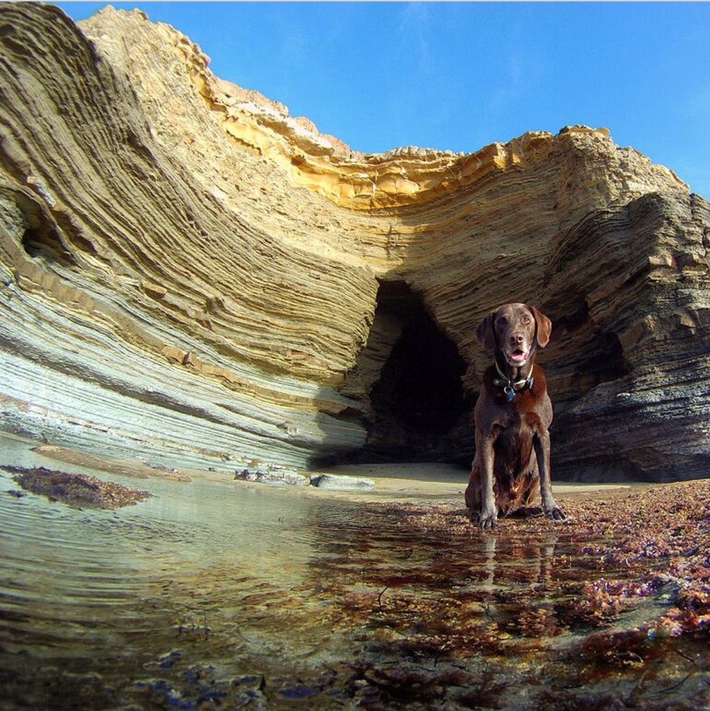 taggtracker's tweet image. #PhotoContest: Win prizes worth $200 by posting a pic of your pup. Vote for your favorites ow.ly/SuotN