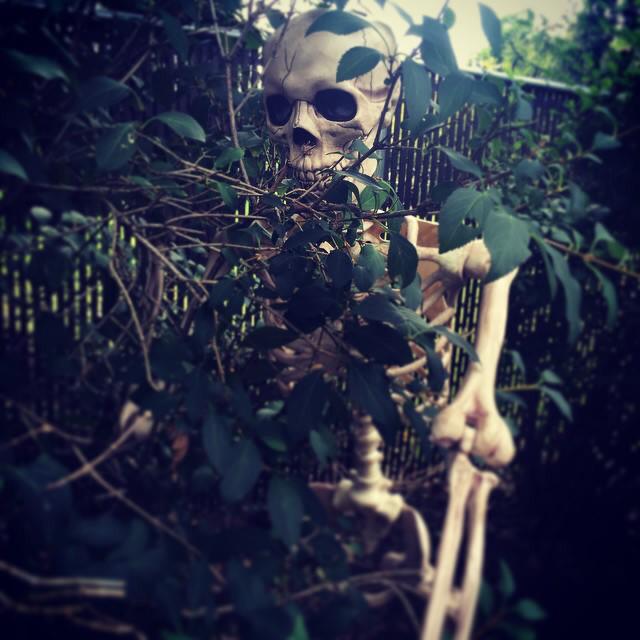 DeadBunnyBook's tweet photo. Skelly hides in bushes &amp; pops out to scare people.This tickles his funny bone.Visit Skelly at http://t.co/TLdeEj2PxQ http://t.co/DHlOkWJsg6
