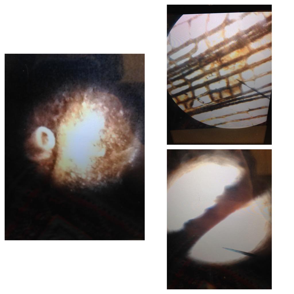 tarag1616's tweet photo. https://t.co/UsFW0BxsJL  #Allisci9 #dissection Did u know that grasshoppers spit brown liquid to defend themselves? http://t.co/SLJ2gMrpVo