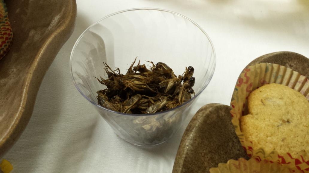 UniversityFarm's tweet photo. Ate a cricket, just to say I did. Eeewww. Taste and texture was fine, but now a cricket tibia is stuck in my teeth. http://t.co/dvXhjOySMc