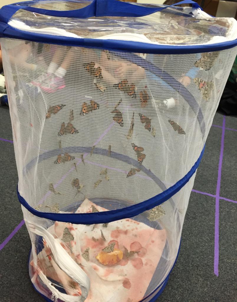 We have so many butterflies! -DK and MV