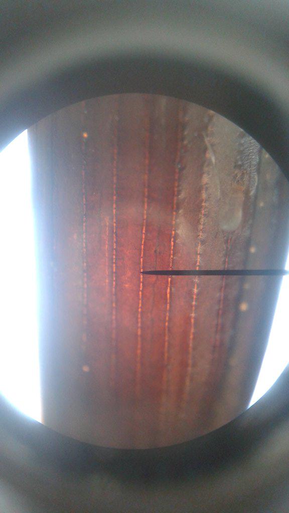 wolfymatic's tweet photo. The first picture is a hind leg, the second is the Elytra! Both body parts are under a microscope http://t.co/YWXVmKFYDW