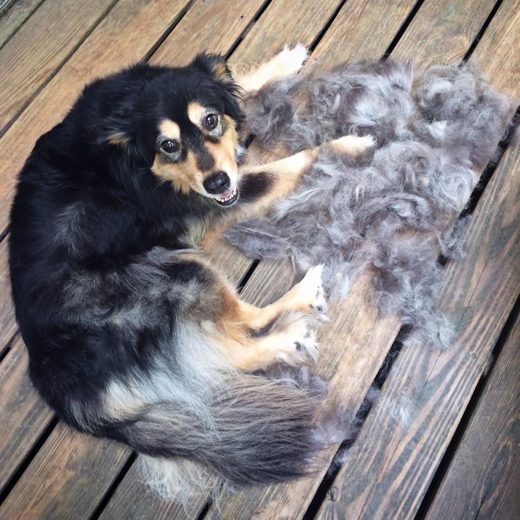 I just brushed her yesterday! It never ends. Thank goodness for <a href="/FURminator_Inc/">FURminator</a>