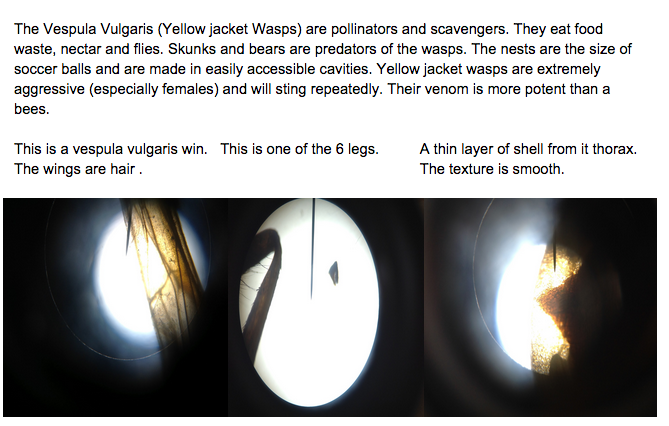 ClanOJacob's tweet photo. Catricia: This is about the Yellow Jacket wasp #Allisci9 http://t.co/yNe41Qb3pl