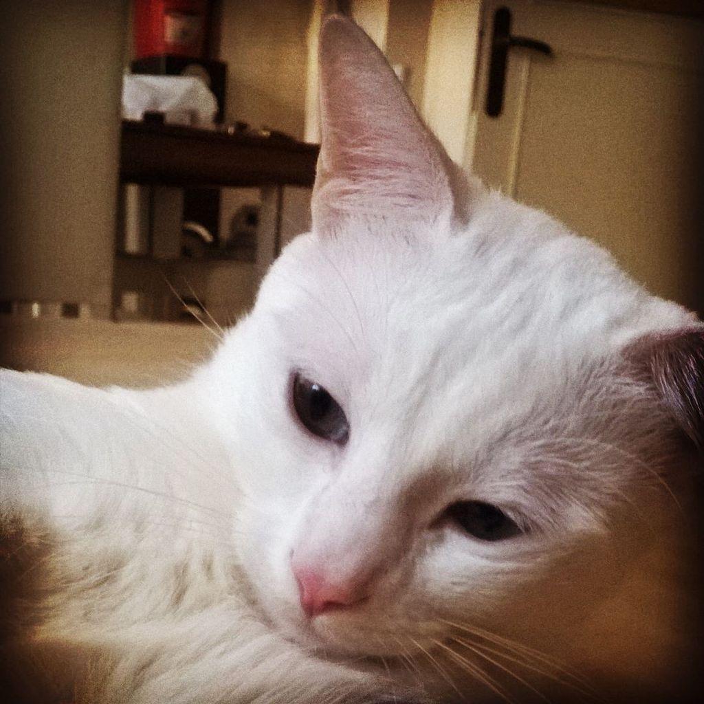 Chatchatcatcat's tweet photo. ๐๐ฑโค๐ #goodnight #whitelove #mylove #scrapcat #catsofinstagram #cat #cats #meow #igers #instacat #instacats #lovecatโฆ http://t.co/AKxkfYaxx6