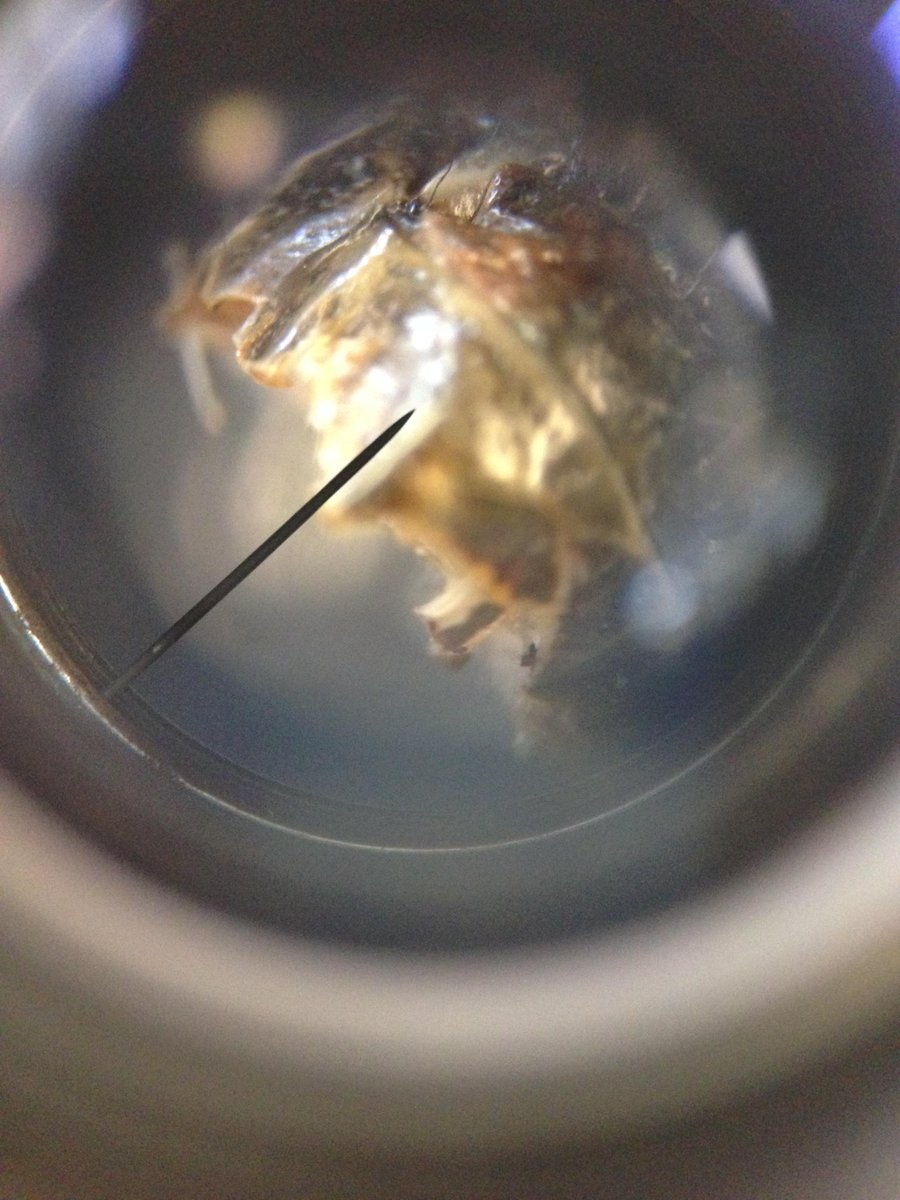 BrynnaNelson's tweet photo. Camnual Pellucida aka the Clearwinged Grasshopper
Below are photos of the wing, head and hind leg #Allisci9 http://t.co/Wzp9EKDJol