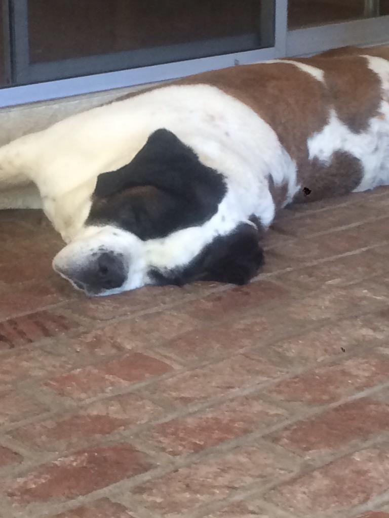 Now that's a happy dog! # shelteranimalsrule