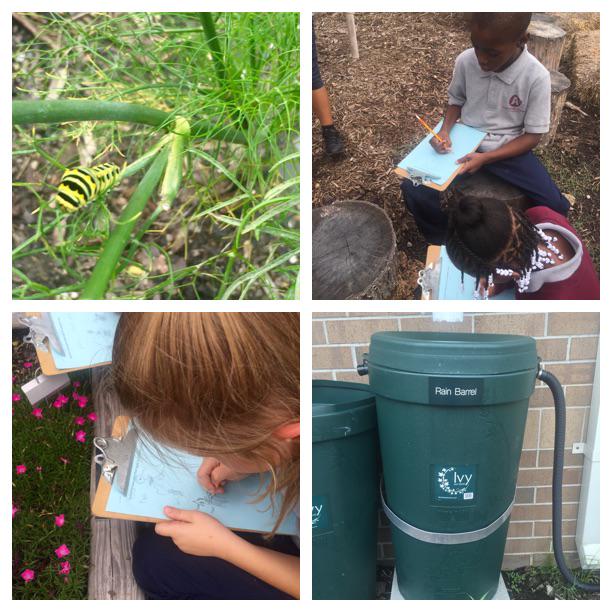 marietculver's tweet photo. How is our community garden like a system? #secondgraders #findingevidence #realworld #nature https://t.co/1nSyzs2xT6 http://t.co/IEpVKEiLu3