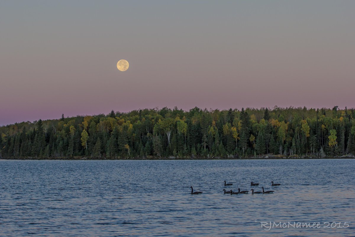 Jean McNamee (rjeanmcnamee) Twitter