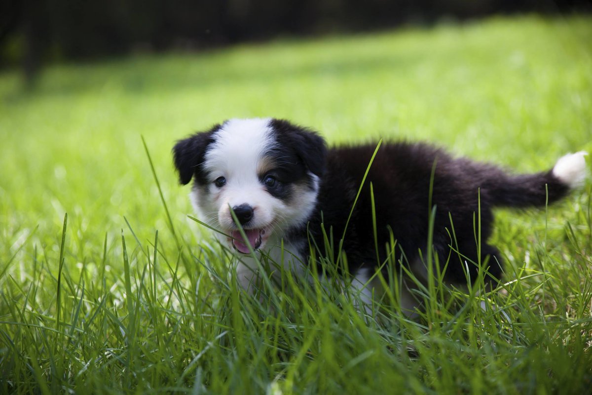 How beautiful it would be to see the world through a dog's eyes.