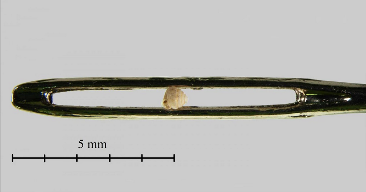 HuffPost's tweet image. Scientists discover a snail species so small that 10 can fit in the eye of a needle huff.to/1FxXd9z