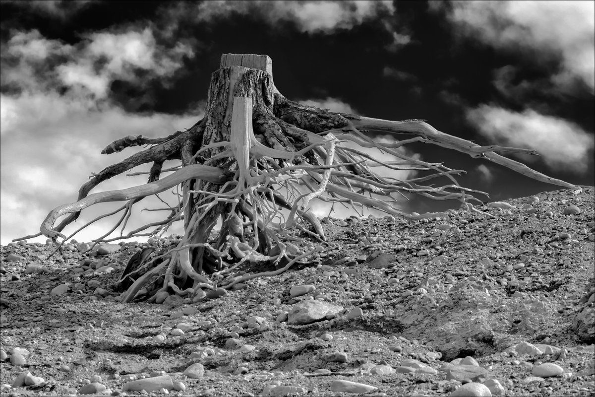 "Tree Fingers" #PacificNorthwest #Cascades #RossLake #Washington