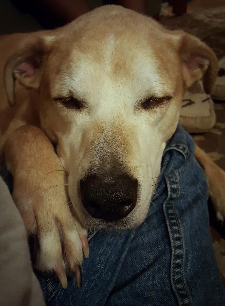 JasonDNeely's tweet photo. Sid relaxing for te evening. #dogsoftwitter http://t.co/SwBMnBR9B3