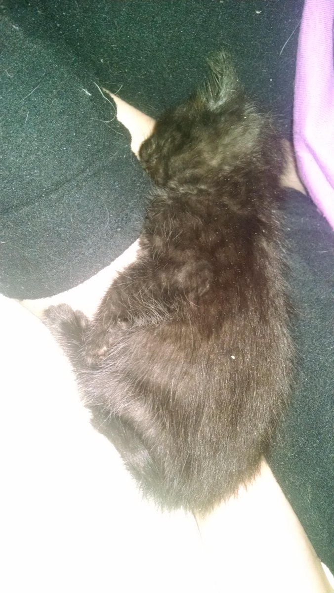 kittygal5399's tweet photo. My Francisco knocked out on Momma's #RondaRousey tosies &amp; feet #KittensRock http://t.co/L0lQedqh9D