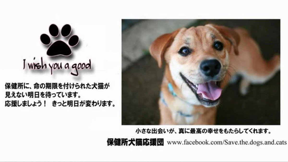 Saya ঌ ໒ 犬や猫を買わないで下さい 犬や猫をお金で買う事で 猫や犬はガスで殺されるんです 保健所には沢山の死刑宣告された猫や犬がいます どうか これから猫や犬を飼おうと思うならば保健所でも十分選べて懐きます 貴方が買うから殺される