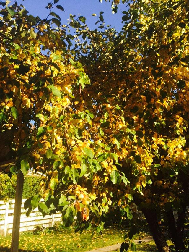 SimonaTantas's tweet photo. If the houses I show have an apple tree, I reserve the right to help myself ! π #beautyofmyjob #lovefalltime http://t.co/448RaDzXmG
