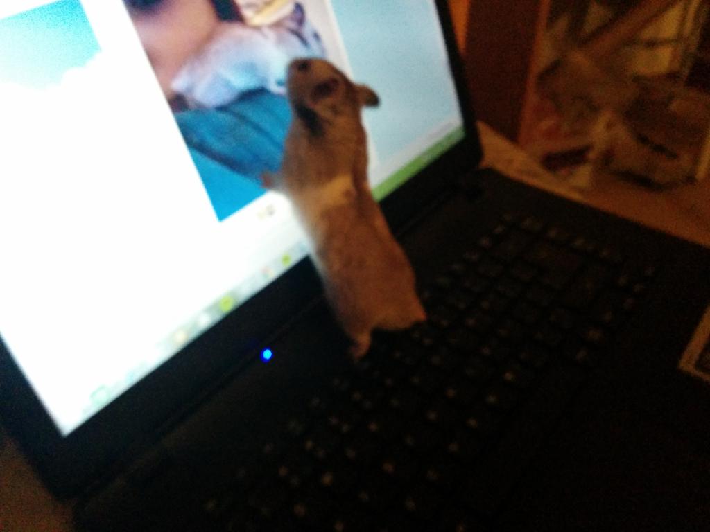 animal death// goodnight sweet prince