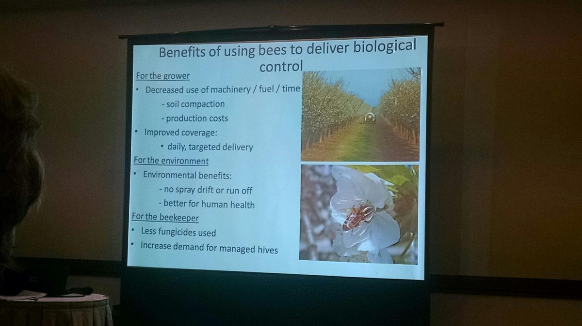LizyLowe's tweet image. Katya Hogendoorn: Using honey bees to deliver biological control vectors to plants  #AusEntoSoc15 what a cool idea!