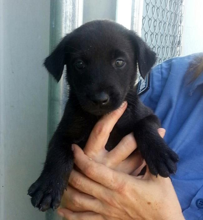craig7202's tweet photo. GIGI WILL BE  AT SHELTER2RESCUE ADOPTION EVENT SAT &amp; SUN OCT 3&amp;4 at PETCO 4001 W Green Oaks Blvd Arlington Tx http://t.co/ErchvuGbcD