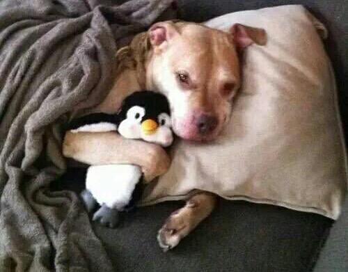 vivicanosaok's tweet photo. Dulces sueños!! Buenas noches❤️ http://t.co/fp3qrWK3UI