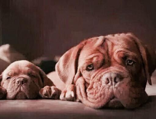 vivicanosaok's tweet photo. Dulces sueños!! Buenas noches❤️ http://t.co/fp3qrWK3UI