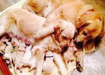 vivicanosaok's tweet photo. Dulces sueños!! Buenas noches❤️ http://t.co/fp3qrWK3UI