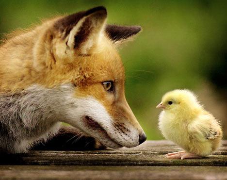 renegade_roo's tweet photo. #FoxesBeLike
Awww yissss...
Mutha.
Fuckin.
Chicken nuggets http://t.co/GcnLMzlJlG