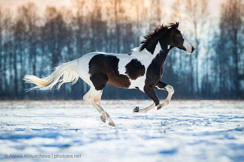 jacqjarbs's tweet image. Horses are like big dogs ... I want one... #horses #suchcute #manymajestic